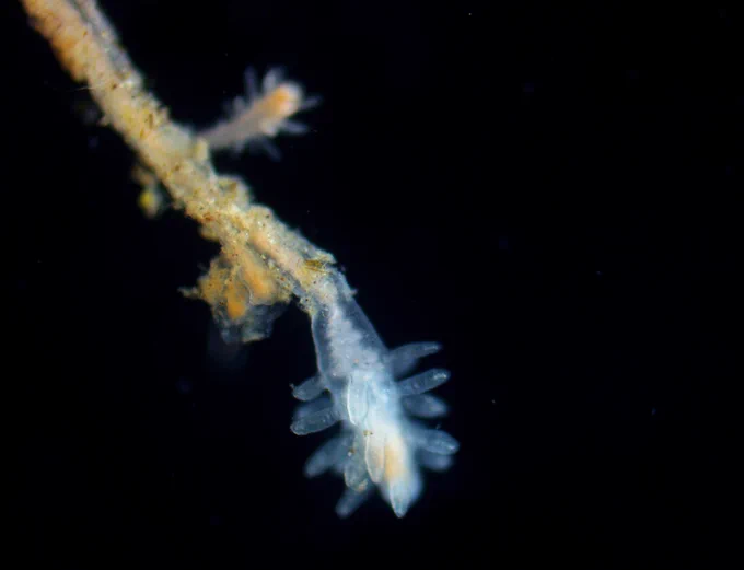 Turritopsis hydroid colony 