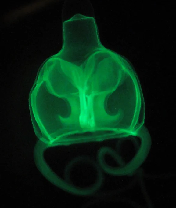 Amphinema sp with strong green fluorescence