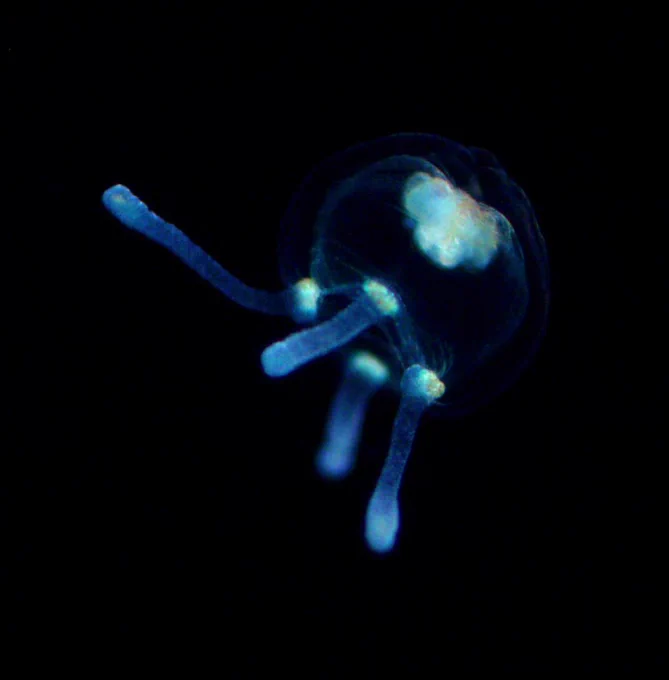 Protocnide sp juvenile hydromedusa