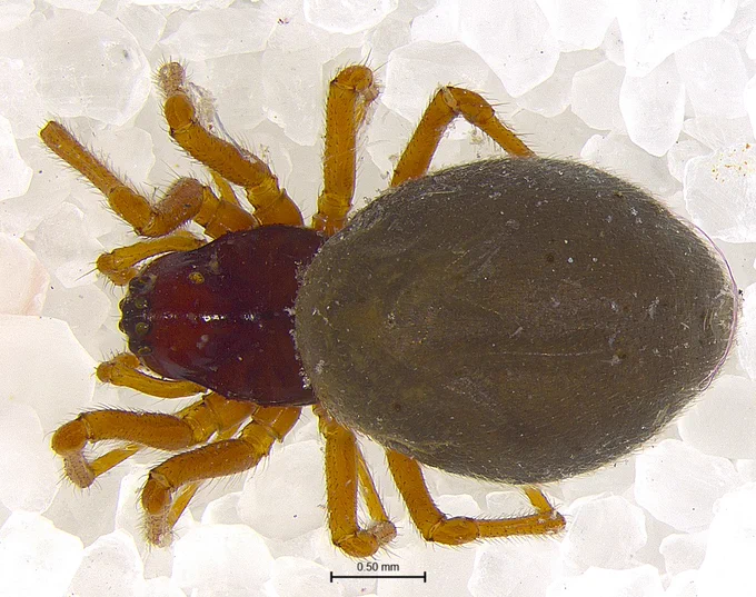 Female habitus of Erigone hydrophytae.