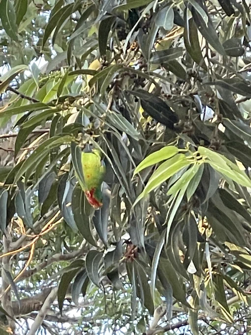Swift Parrot feeding on lerp in a suburban park in Bayside Melbourne, April 2021.