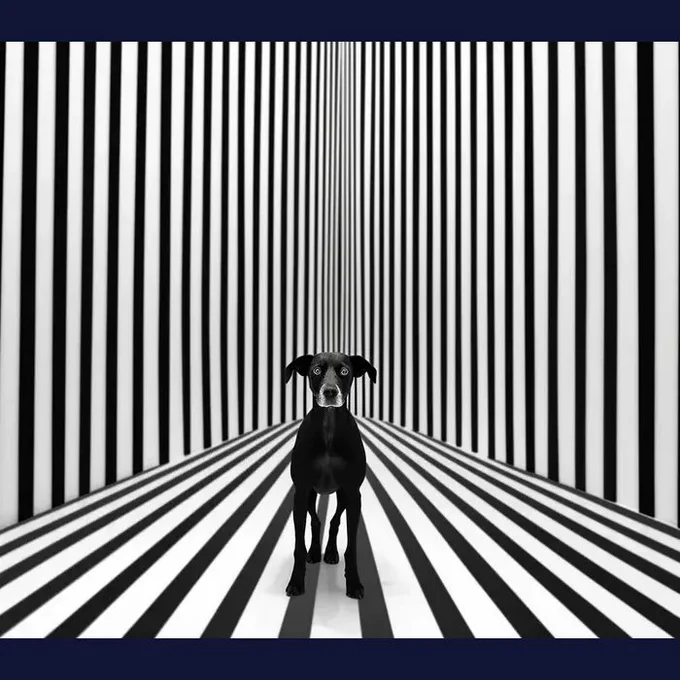 Psychedelics Animal Optical Illusions