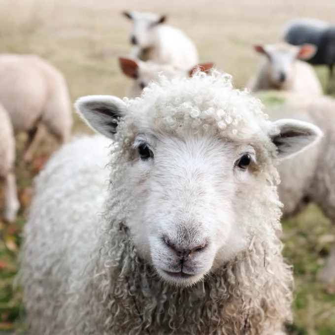 white sheep on green grass during daytime