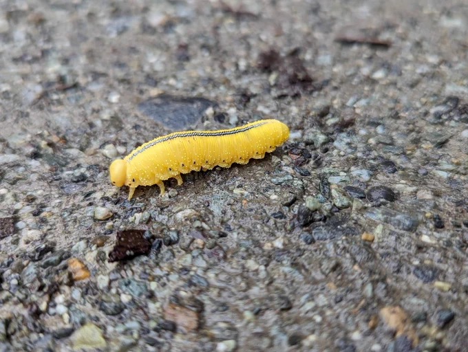 📷Elm Sawfly (Cimbex americanus) larva at Campbell Airstrip Trailhead in August. 
 Photo by A. Wenninger, UAF  

A yellow caterpillar on a paved surface.