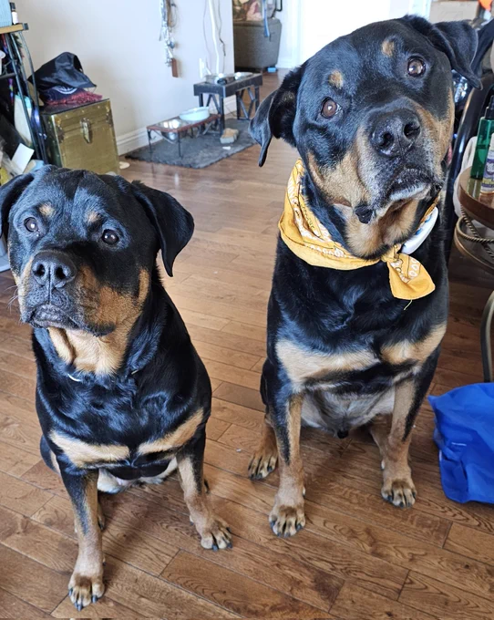Chesnyy,  young rottweiler, and Kuno, a senior rottweiler, with their heads tilted. 