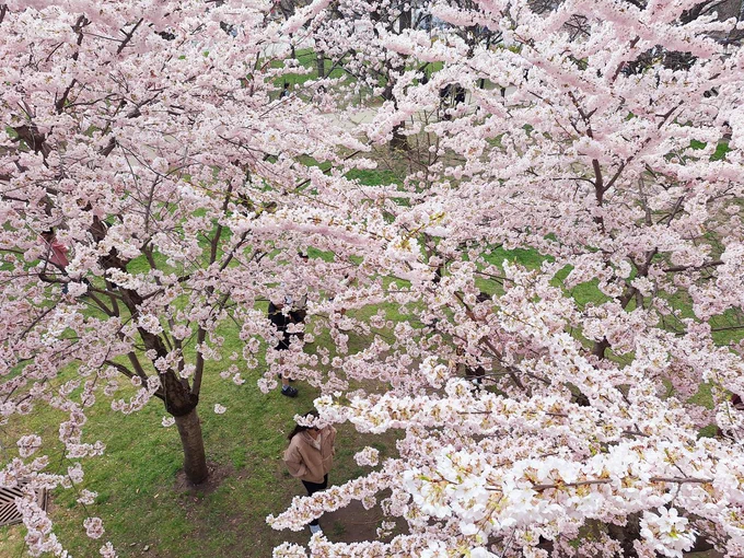 Cherry Blossom Bloom Next to Robarts Library