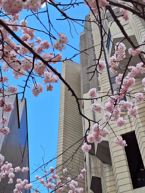 Cherry Blossom Bloom Next to Robarts Library