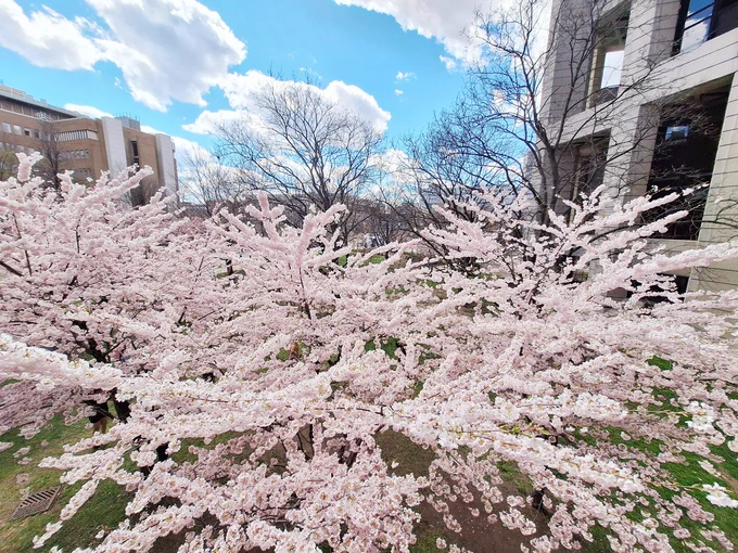 Cherry Blossom Bloom Next to Robarts Library