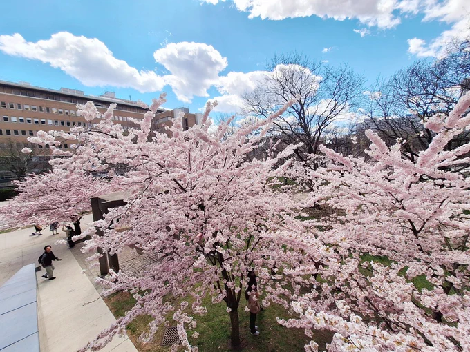 Cherry Blossom Bloom Next to Robarts Library