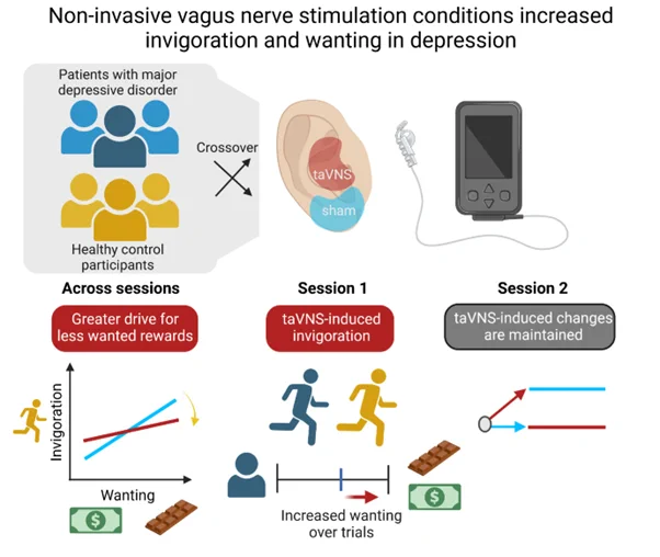 Motivational symptoms of MDD are difficult to treat and we tested whether previously discovered acute invigorating effects of taVNS also occur in patients with MDD. Accordingly, we found that taVNS boosted invigoration across groups in the first session and taVNS-induced gains persisted into the second session. In patients with MDD, taVNS-induced gains in invigoration evolved over trials and were mirrored in increases in wanting, suggesting instrumental conditioning of subjective value that also persisted into the second session. Notably, we also replicated that taVNS boosted invigoration for less wanted rewards in healthy participants while patients with MDD showed instant improvements in subjective reward ratings. To conclude, our results highlight distinct dynamics of instrumental learning elicited by taVNS in HCP and MDD.