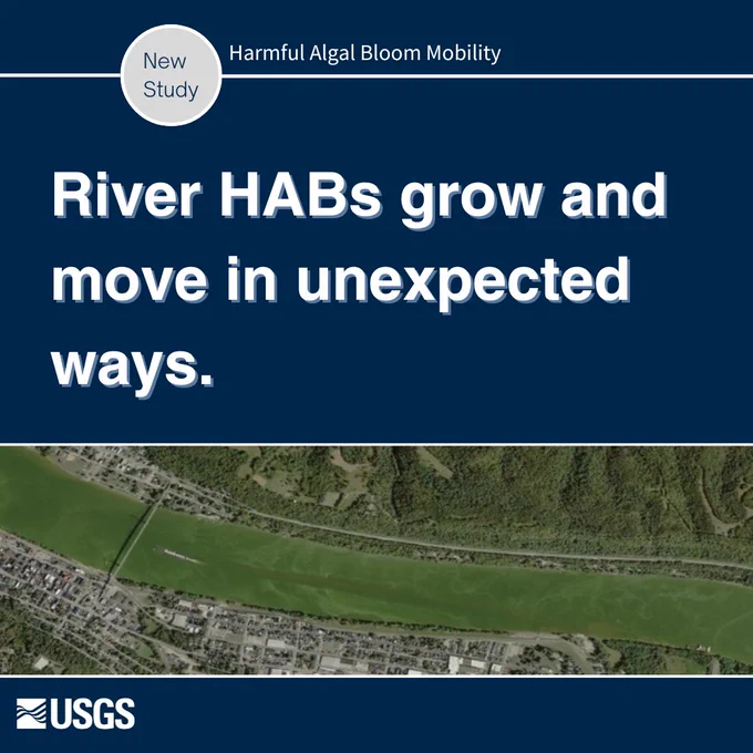 We see a dark blue background. A gray circle at the upper left has text that reads "New Study." White text beside the circle reads "Harmful Algal Bloom Mobility." Below this, white text reads "River HABs grow and move in unexpected ways." A photograph of a river with a harmful algal bloom is seen below. A white USGS logo is seen in the lower left corner of the graphic.