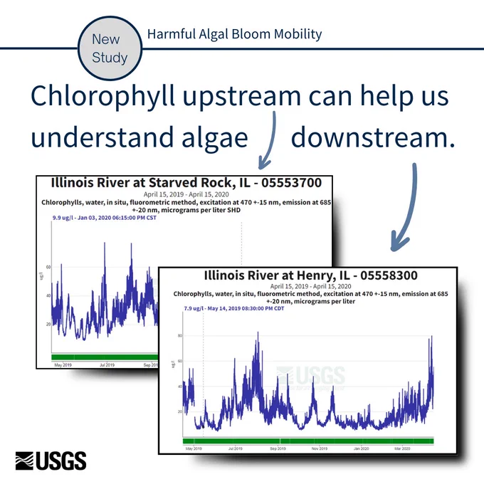 We see a white background. A gray circle at the upper left has dark blue text that reads "New Study." Dark blue text beside the circle reads "Harmful Algal Bloom Mobility." Below this, dark blue text reads "Chlorophyll upstream can help us understand algae downstream." A blue arrow points down from the text "upstream" to a hydrograph displaying Chrlorophylls, water, In situ, fluorometric method, of the Illinois River at Starved Rock, Illinois - monitoring location number 05553700. A blue arrow also points downward from the text "downstream" to a hydrograph displaying Chrlorophylls, water, In situ, fluorometric method, of the Illinois River at Henry, Illinois - monitoring location number 05558300. A black USGS logo is seen in the lower left corner of the graphic.