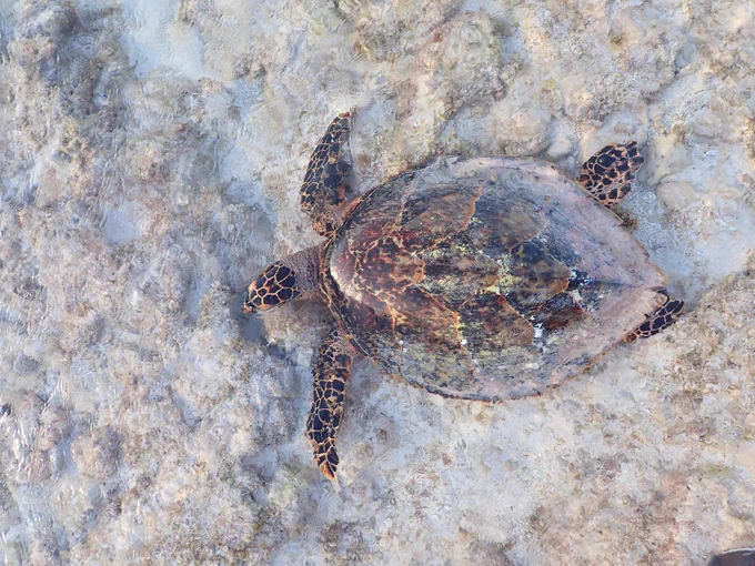 A sea turtle swimming
