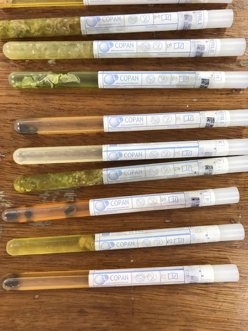 Potential sea turtle prey samples ready for laboratory analysis