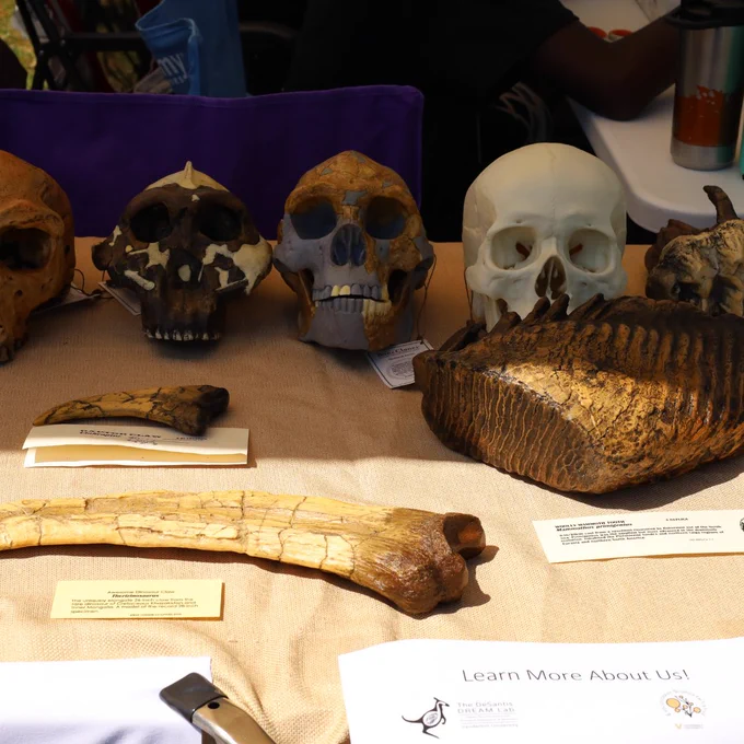 Some hominid skull casts and a mastadon tooth cast on display on a table.