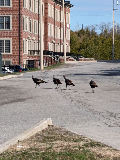 Four turkeys walking along the road towards residence buildings.