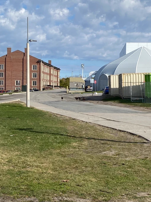 Four turkeys walking along the road. To their left is a residence building and to their right is the UP Building (also known as the onion).