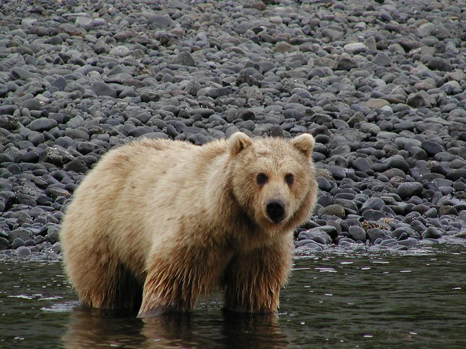 📷 Ahhh! Cold water brings this brown bear cool relief on a hot summer day! 
 Photo by M. Wilson, BLM   

 Brown bear stands knee-deep in a stream.