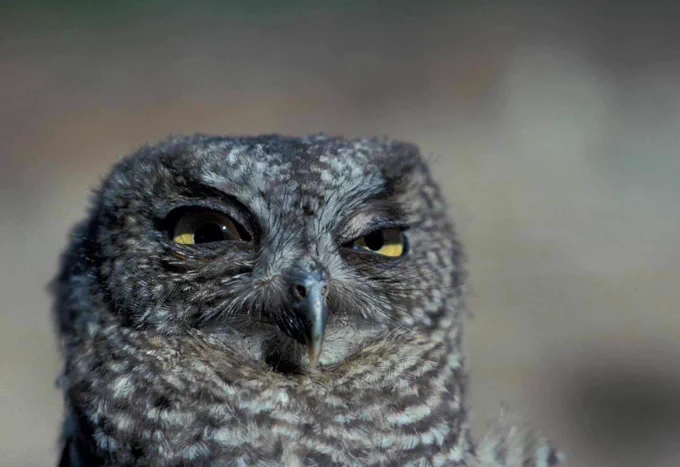 This squinting owl at Mount Rainier National Park got your message and will respond as soon as possible. Warmest regards.