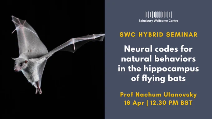 Picture of a flying bat against a black background with text "SWC Hybrid Seminar: Neural codes for natural behaviors in the hippocampus of flying bats, Prof Nachum Ulanovsky, 18 Apr 12.30pm BST"