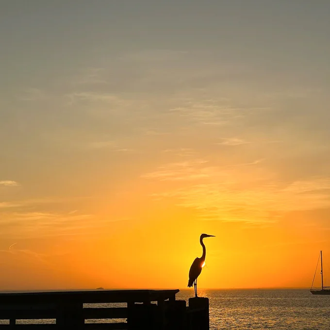 Photo shows the silhouette of a Great Egret (Ardea alba) as it stands on a pier with the sun glowing on the horizon behind the bird at Bill Baggs Cape Florida State Park