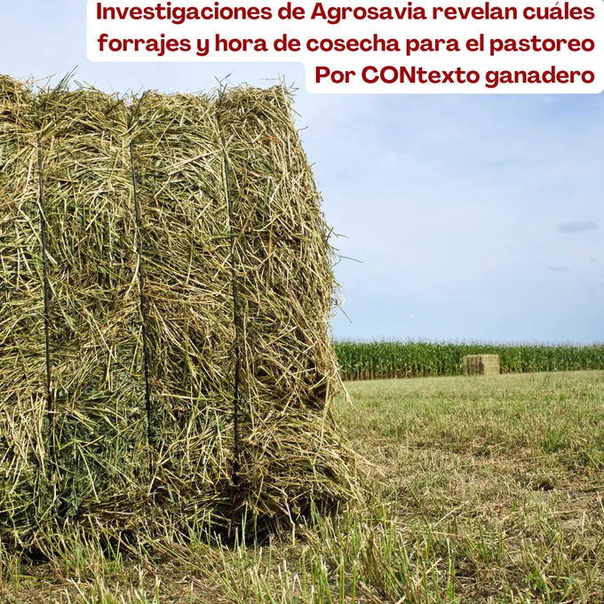 https://www.contextoganadero.com/ganaderia-sostenible/investigaciones-de-agrosavia-revelan-claves-nutricionales-en-forrajes
