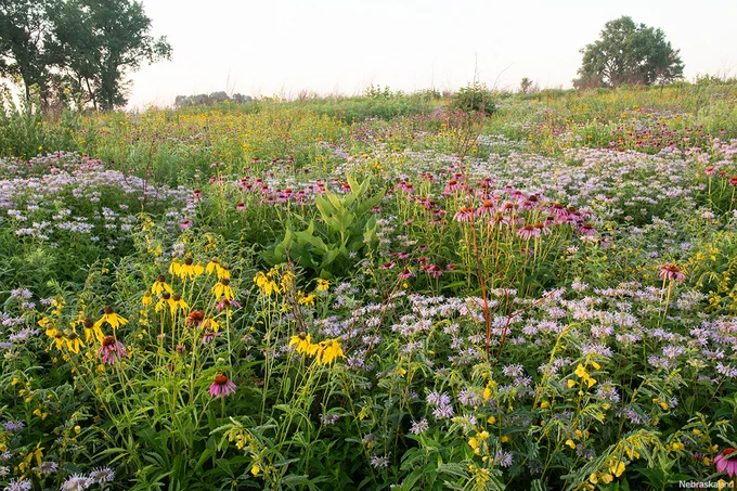Purple coneflower, grayhead prairie coneflower (yellow) and wild bergamot are some of the wildflowers in a patch of pollinator habitat planted by Nebraska Game and Parks Commission staff in a prairie at Helmuth Public Access Area in Lancaster County.