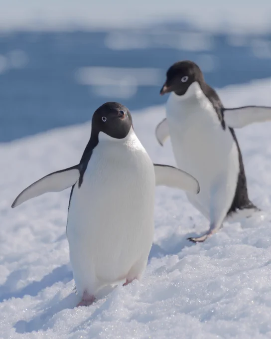 A modern colour photo of two Adélie penguins in the snow. 