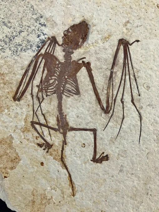 Fossil bat skeleton in rock matrix