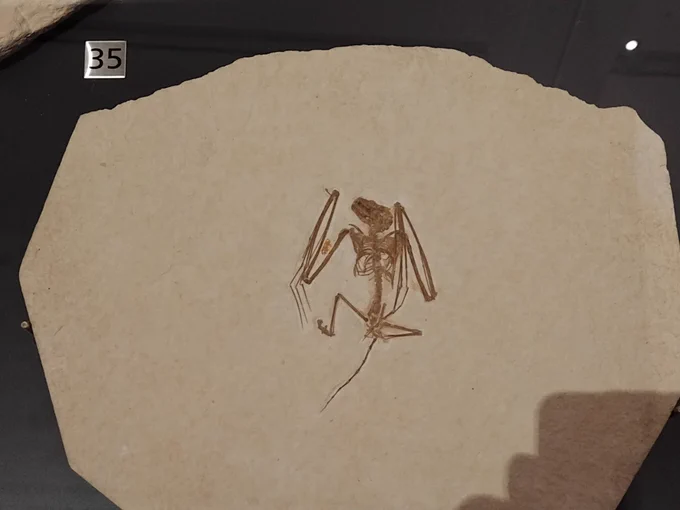 Fossil bat skeleton in rock matrix