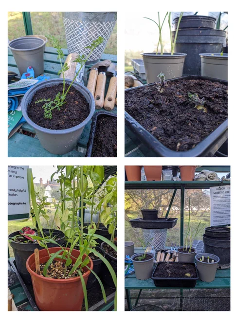 4 photos depicting plants growing from seed in the Churchill greenhouses. 