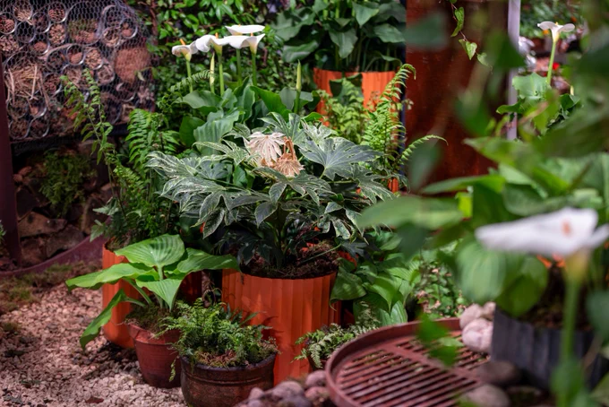 Potted green plants amongst green planting of the Cloudscapes exhibit designed by Jason Williams. 