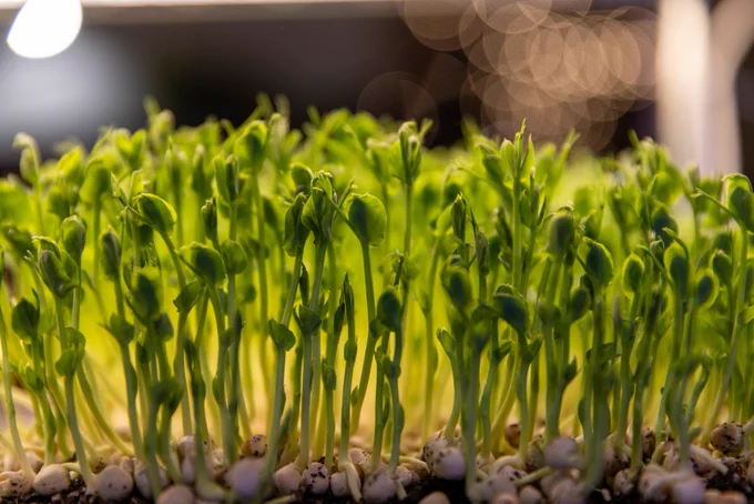 Green shoots.