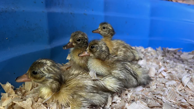 Four scraggly yellow-brown ducklings on wood chip bedding with a blue background