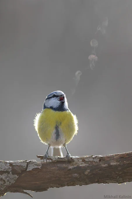 📸 Mikhail Kalinin