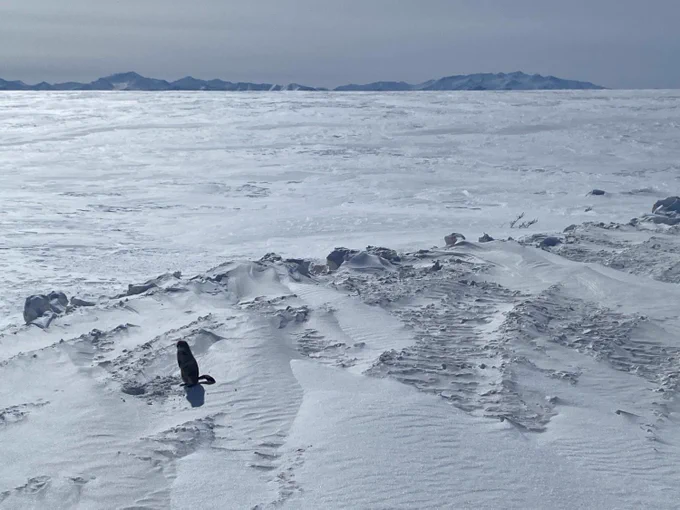 Arctic ground squirrel stands on snow covered ground