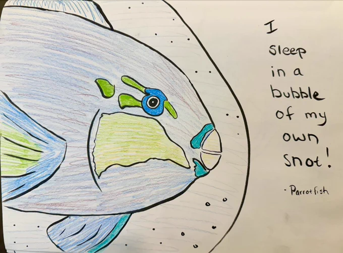 a parrotfish doodle sleeping in a snot bubble