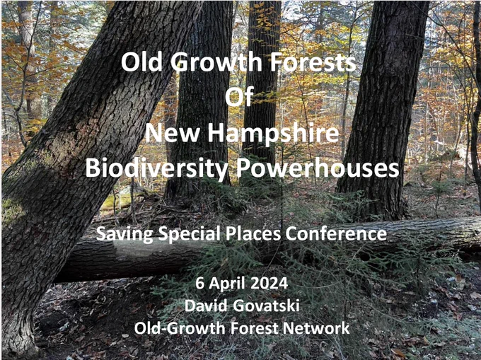 Title slide for a presentation called "Old-Growth Forests of New Hampshire: Biodiversity Powerhouses", presented by David Govatski at the Saving Special Places Conference on April 6, 2024. The background image shows a shaded woods scene, with a large fallen log surrounded by young hemlock trees and several big trees. Behind the large trees is a sunny area of deciduous trees with leaves in fall shades of yellow, orange and red.