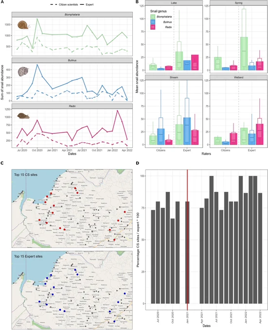 Fig 3. Spatial and temporal trends comparison of snail abundance reported by citizen scientists and expert.
Sum of snail abundance over time per type of rater [Snail icons created with BioRender.com] (A). Mean snail abundance per site type and type of rater (limit of y-axis has been set to 120) (B). For those instances where paired reports are available for more than 40 sites, we consider the agreement in the top 15 locations in terms of abundance. Top 15 locations with the highest abundance of Biomphalaria spp. in February 2022 (citizen reports on the top, expert on the bottom, results from the other months showed similar trends) [OpenStreetMap database: https://www.openstreetmap.org/#map=13/1.0212/30.5998] (C). Percentage of concordance between top 15 sites of Biomphalaria spp. abundance reported by raters over time, the red line indicates the refresher training organised (D). 