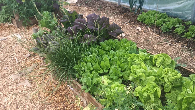 A neat raised bed of lettuce, herbs and leafy green veg on Transition Town Dorchester's community farm. 