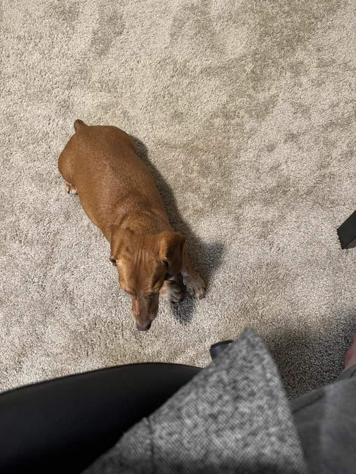 A brown daschund lays on the fooor waiting to be picked up