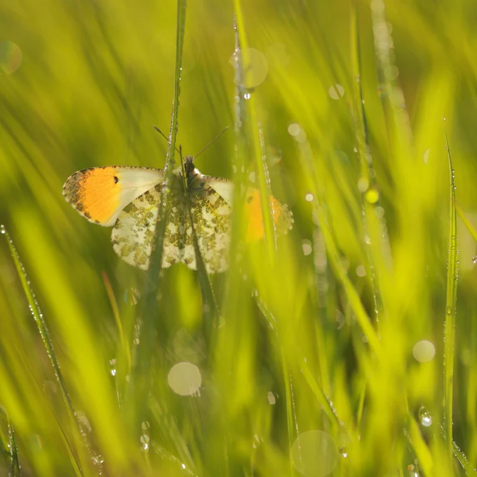 A male Orange-tip amongst dewy grass