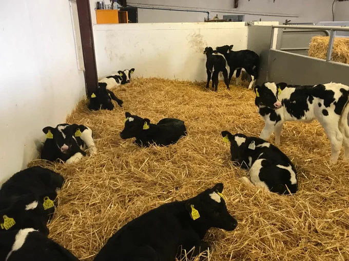 Here calving is occurring, in the beginning of February, and cows are delighted to be back at pasture after eight weeks indoors. Photo: James Humphreys.