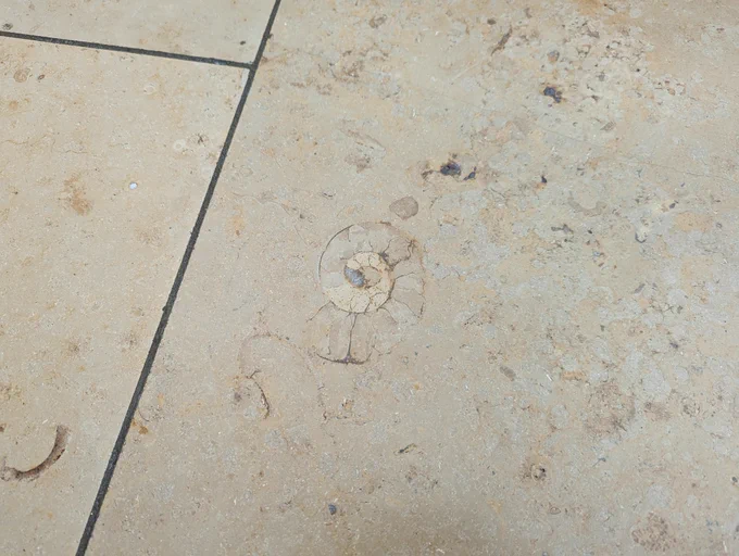 An ammonite found in the marble floor of the Grand Arcade in Cambridge 