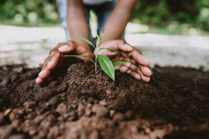 Hands supporting a small plant that has recently been planted in soil