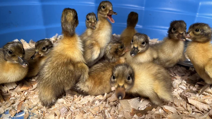 Eleven yellow-brown ducklings on wood chip bedding with a blue background