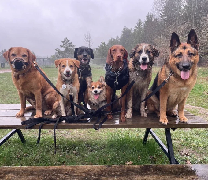 Seven wet dogs sitting patiently on a park table. There are three big dogs on the left and three big dogs on the right. In the middle is a small fluffy corgi smiling with her tongue out.