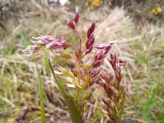 a close up of holy grass seeds - they are red 