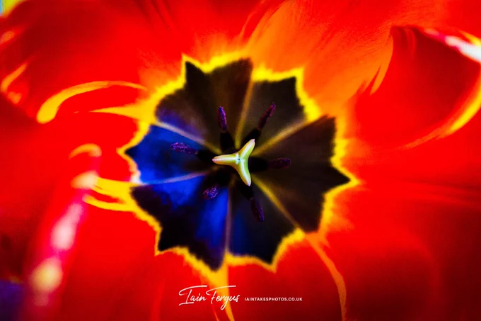 Macro image of the centre of a red and yellow tulip