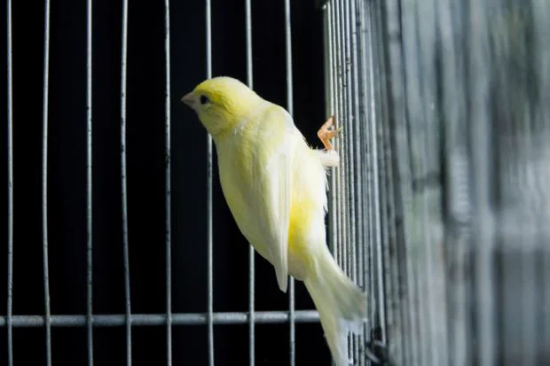 A canary in a cage